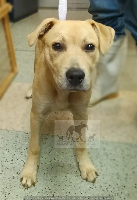 Nevada at Animal Welfare League