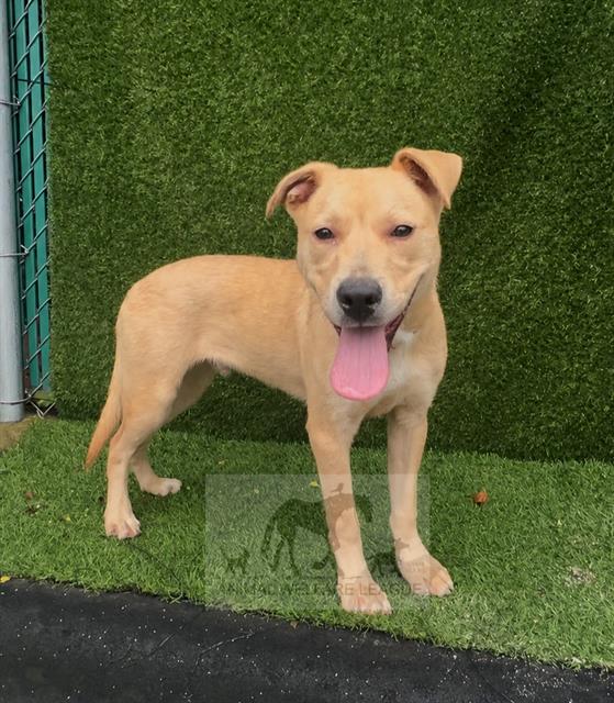 Nevada available through Animal Welfare League