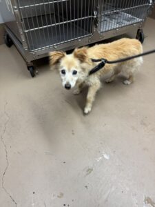 Angie, adoptable dog at Chicago Animal Care and Control