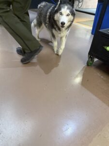 Rocky, adoptable dog at Chicago Animal Care and Control
