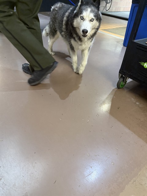 Rocky, adoptable dog at Chicago Animal Care and Control