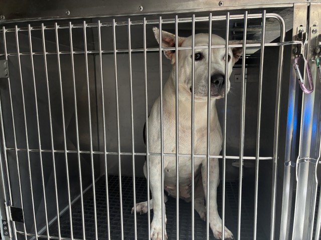 American Pit Bull Terrier at Chicago Animal Care and Control