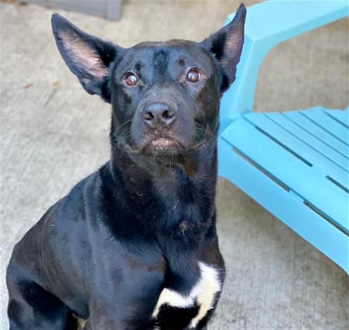 Dynamo at Chicago Animal Care and Control