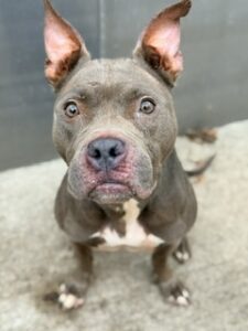Bella Jean, adoptable American Pit Bull Terrier at Chicago Animal Care and Control