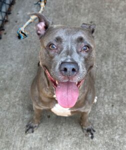 Hoopla, adoptable American Pit Bull Terrier at Chicago Animal Care and Control