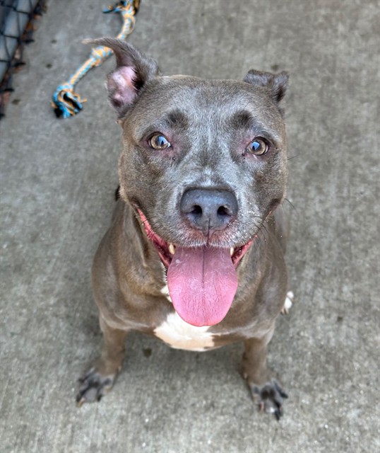 Hoopla, adoptable American Pit Bull Terrier at Chicago Animal Care and Control