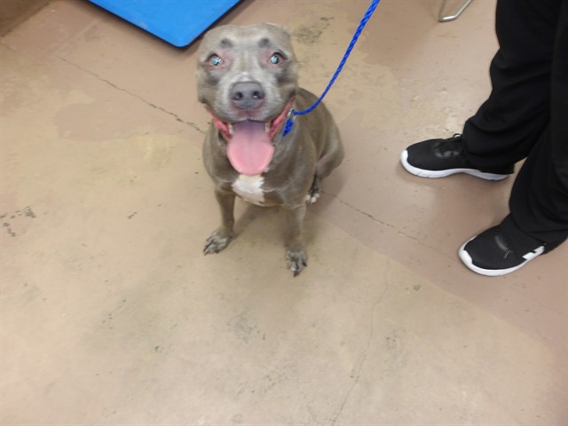 Hoopla at Chicago Animal Care and Control