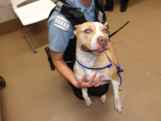 Willow at Chicago Animal Care and Control