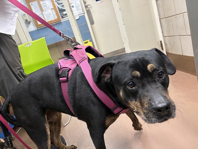 Harper at Chicago Animal Care and Control