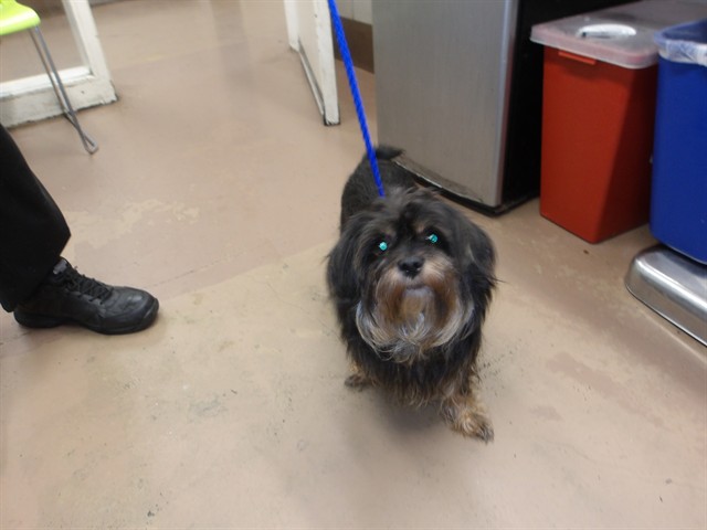 Junior at Chicago Animal Care and Control
