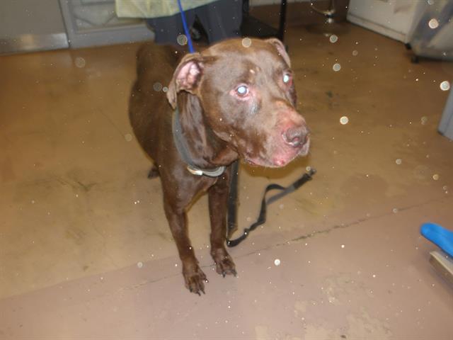 King at Chicago Animal Care and Control