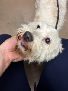 Jojo, adoptable dog at Chicago Animal Care and Control