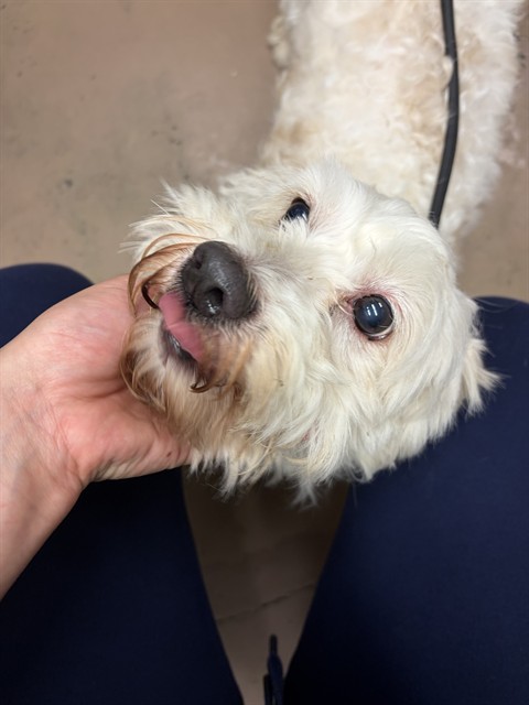 Jojo at Chicago Animal Care and Control