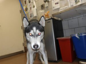 King, adoptable Siberian Husky at Chicago Animal Care and Control
