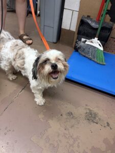 Bear, adoptable Shih Tzu at Chicago Animal Care and Control