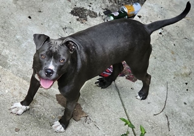 Veda, adoptable American Pit Bull Terrier at Chicago Animal Care and Control
