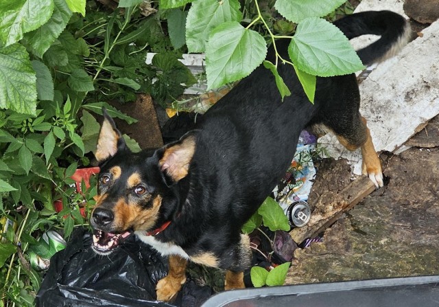 Dior at Chicago Animal Care and Control