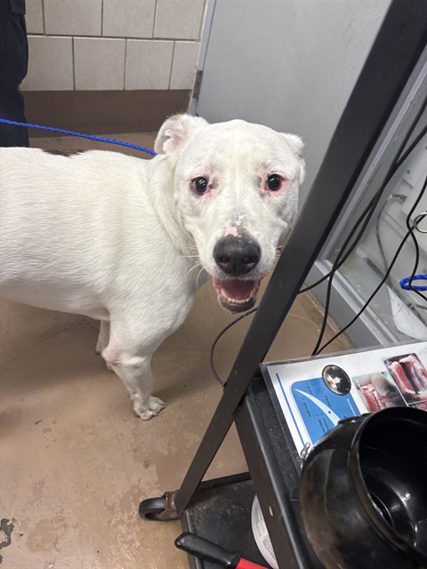 Bear at Chicago Animal Care and Control
