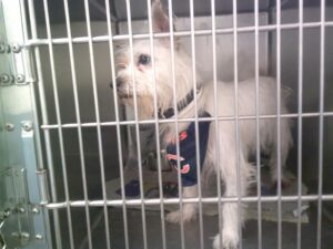 Peanut, adoptable dog at Chicago Animal Care and Control