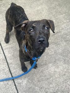 Shelby, adoptable American Pit Bull Terrier / Bull Terrier / German Shepherd Dog at Chicago Animal Care and Control
