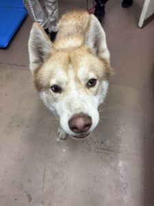 Kiko, adoptable Siberian Husky at Chicago Animal Care and Control