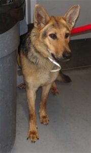 Nova, adoptable German Shepherd Dog at Chicago Animal Care and Control