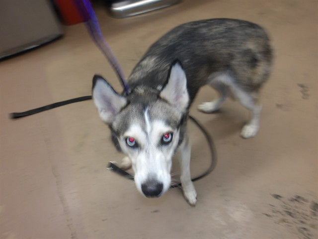 Celena at Chicago Animal Care and Control