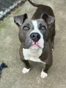 Trident, adoptable American Pit Bull Terrier at Chicago Animal Care and Control