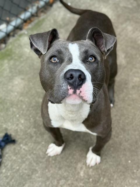 Trident, adoptable American Pit Bull Terrier at Chicago Animal Care and Control