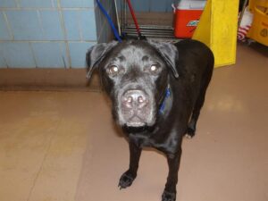 Tubs, adoptable Labrador Retriever at Chicago Animal Care and Control