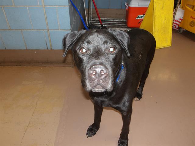 Tubs, adoptable Labrador Retriever at Chicago Animal Care and Control