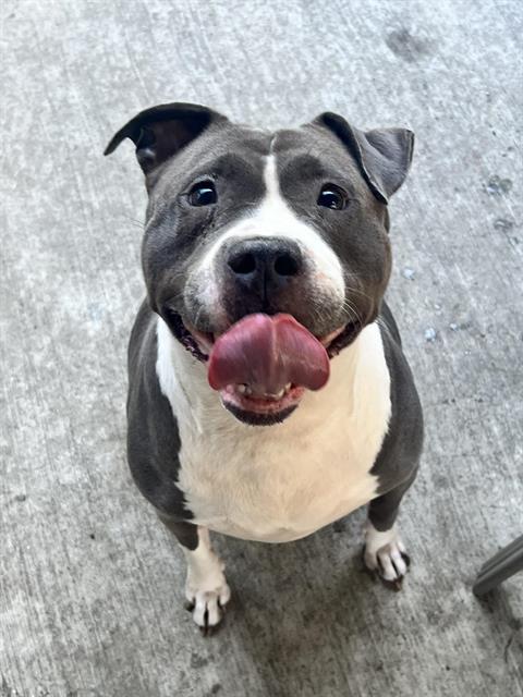 Bessie at Chicago Animal Care and Control