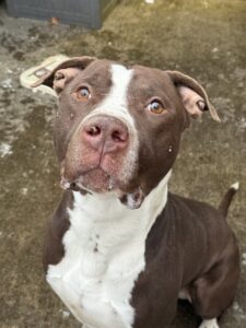 Rocket, adoptable American Staffordshire Terrier at Chicago Animal Care and Control