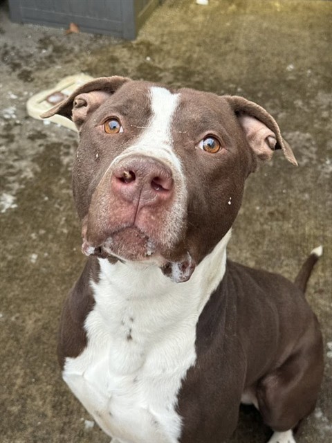 Rocket available through Chicago Animal Care and Control