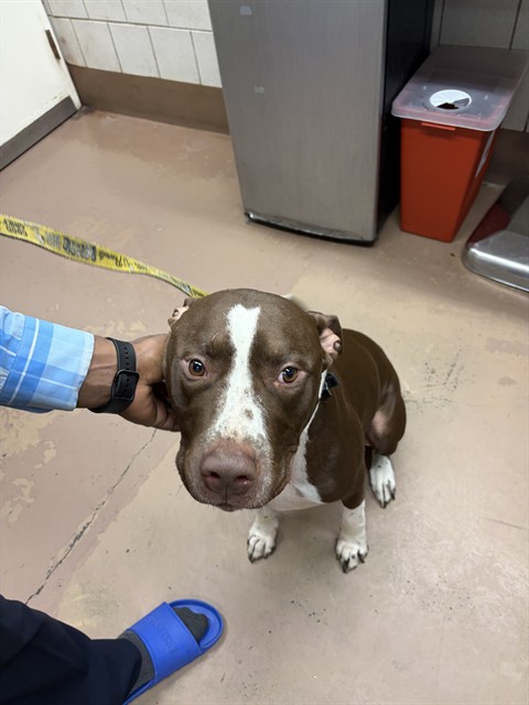 Rocket at Chicago Animal Care and Control