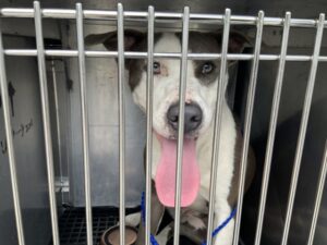 Dolphin, adoptable American Pit Bull Terrier at Chicago Animal Care and Control