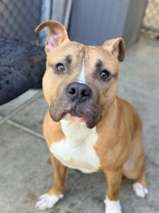 Chili Bits, adoptable American Pit Bull Terrier at Chicago Animal Care and Control