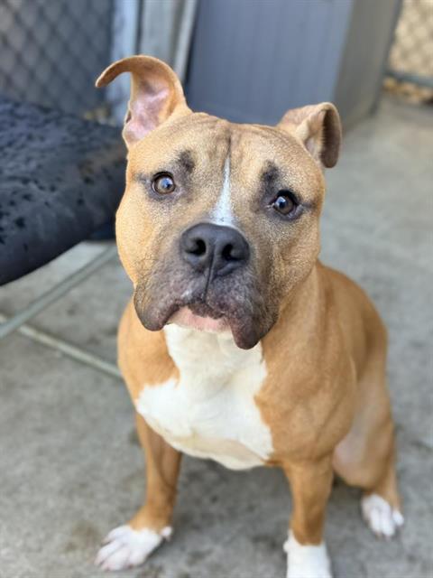 Chili Bits, adoptable American Pit Bull Terrier at Chicago Animal Care and Control