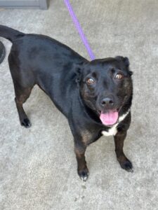 Grasshopper, adoptable Labrador Retriever at Chicago Animal Care and Control