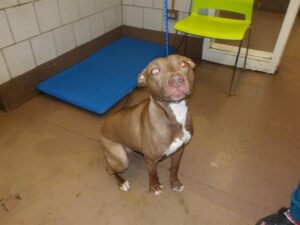 Seafoam, adoptable American Pit Bull Terrier at Chicago Animal Care and Control
