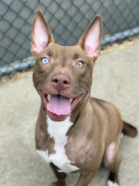 Seafoam, adoptable American Pit Bull Terrier at Chicago Animal Care and Control