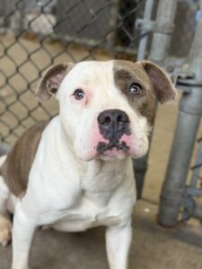 Melina, adoptable American Pit Bull Terrier at Chicago Animal Care and Control
