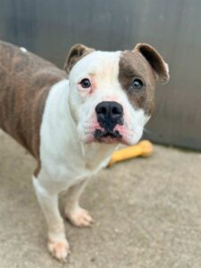 Melina, adoptable American Pit Bull Terrier at Chicago Animal Care and Control
