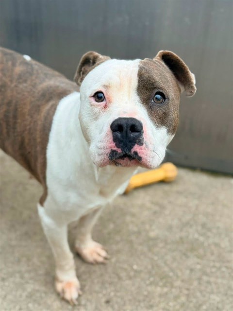 Melina, adoptable American Pit Bull Terrier at Chicago Animal Care and Control
