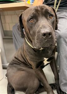 King, adoptable Cane Corso at Chicago Animal Care and Control