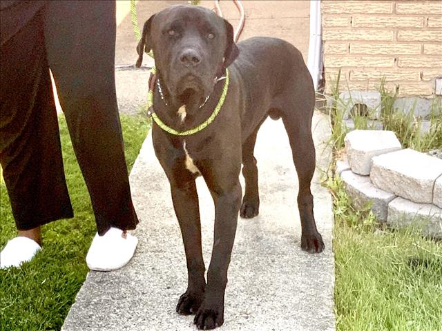 King at Chicago Animal Care and Control