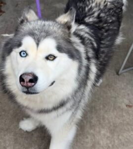Luna, adoptable Siberian Husky at Chicago Animal Care and Control