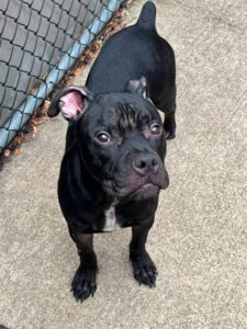 Egan, adoptable Boxer at Chicago Animal Care and Control