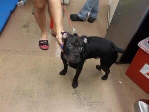 Eggtown, adoptable Boxer at Chicago Animal Care and Control