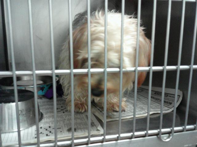 Yorkshire Terrier at Chicago Animal Care and Control
